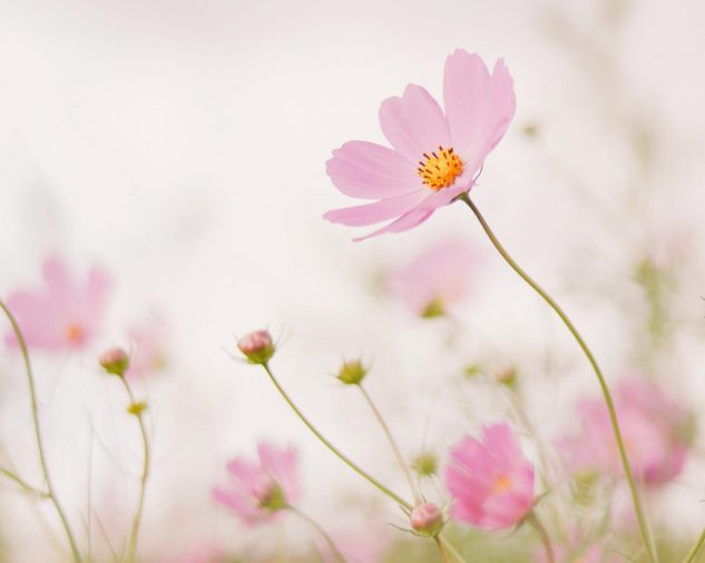 Image of flowers for Lilly's Reflexology